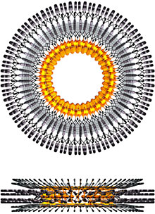 Top and front view of elpae